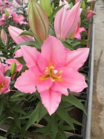 [1900 Vendome VH No01.JPG]